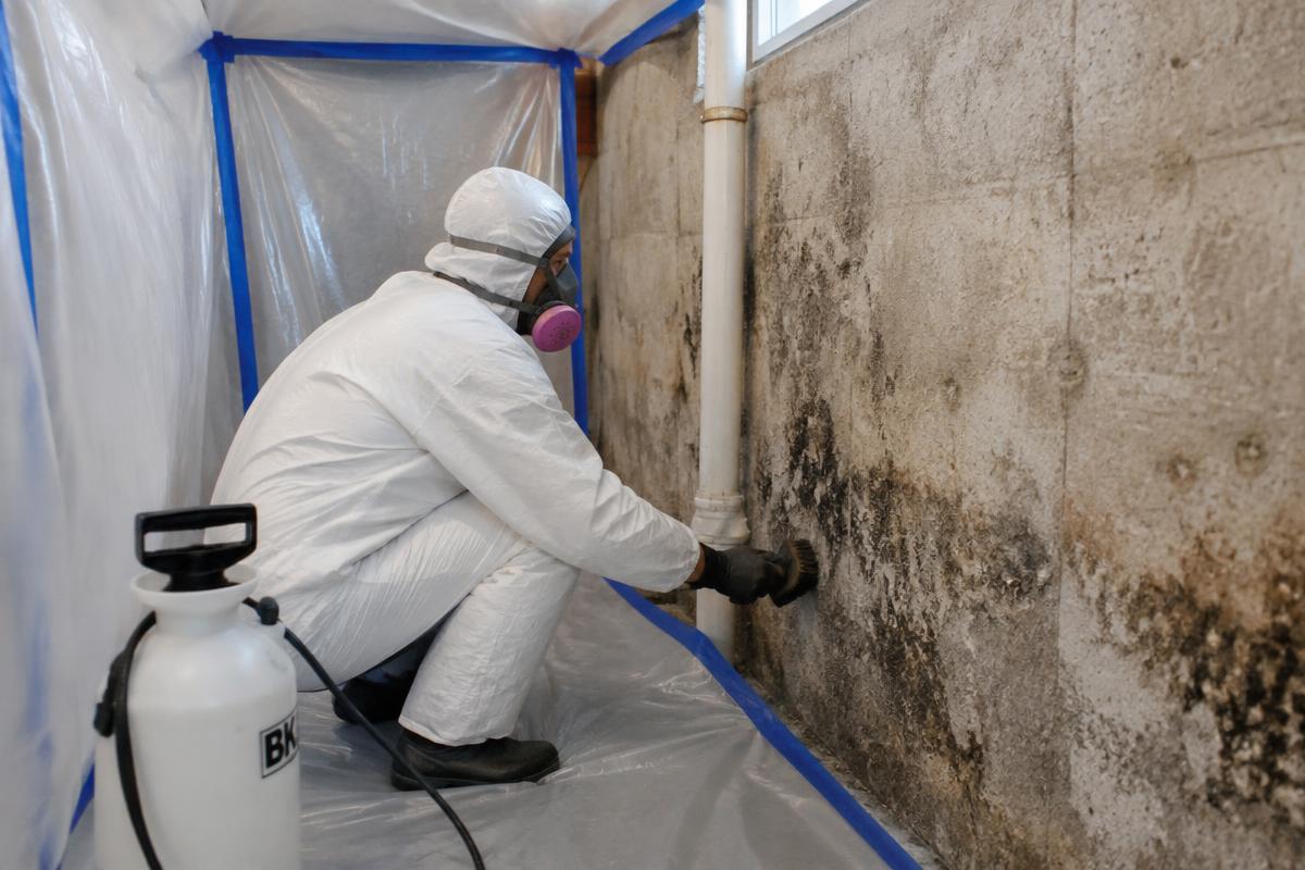 Mold Removal and Remediation in Hamilton